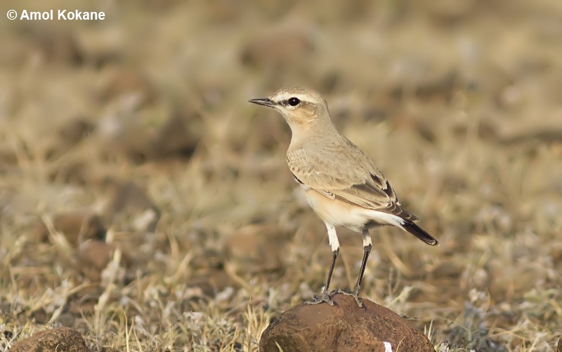 Isabelline Wheatear